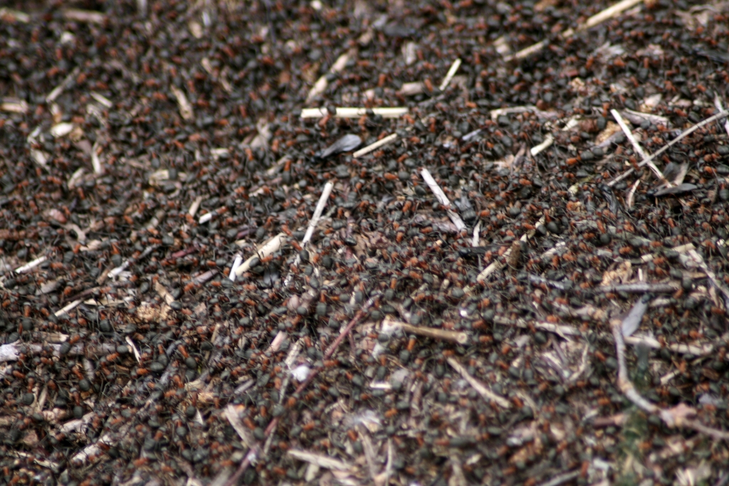 VWG vogelreis Oost Duitsland mei 2010 486